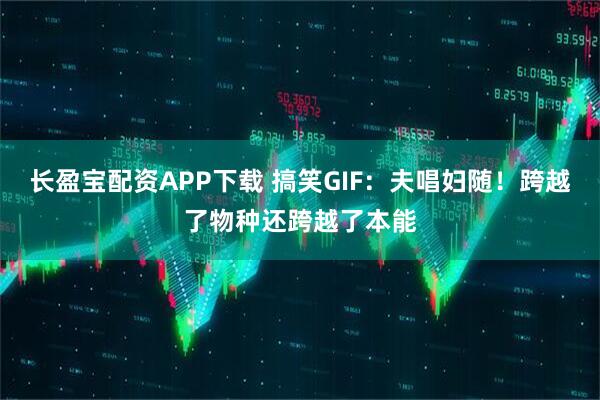 长盈宝配资APP下载 搞笑GIF：夫唱妇随！跨越了物种还跨越了本能